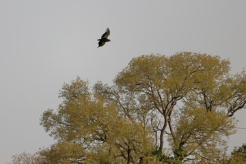 bateleur
