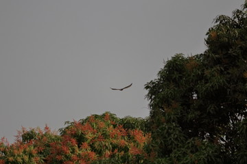 birds gambia