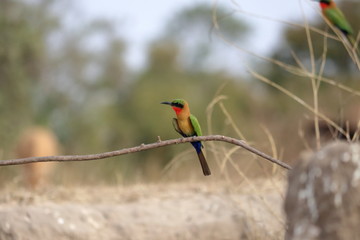 gambia travel