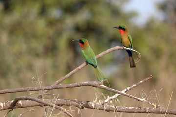 gambia birds