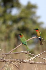 gambia birds