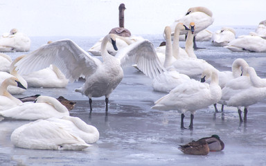 Swans are playing in open water of a lake at early spring time