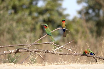 gambia birds