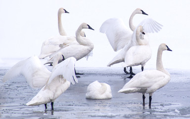 Fototapeta premium Swans are playing in open water of a lake at early spring time