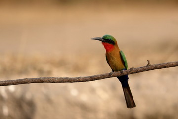 red throated bee eater