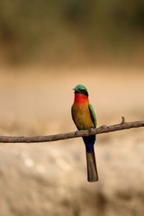 red throated bee eater