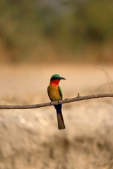 red throated bee eater