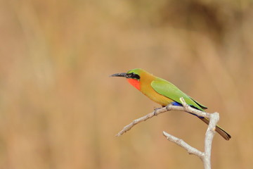 red throated bee eater