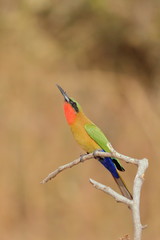 red throated bee eater