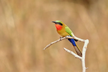 red throated bee eater