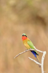 red throated bee eater