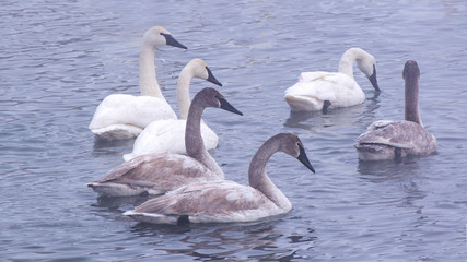 Swans are playing in open water of a lake at early spring time