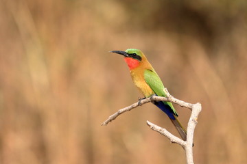 red throated bee eater