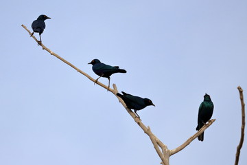 gambia birds