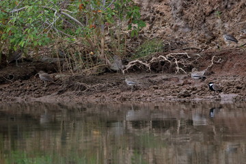 gambia birds