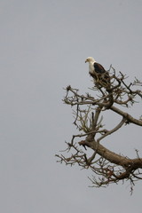 african sea eagle