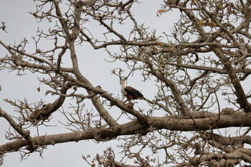african sea eagle