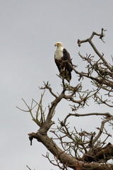 african sea eagle