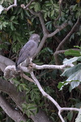 gambia birds