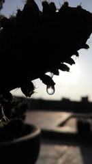 Gota