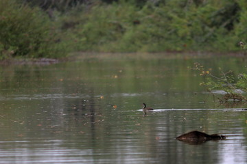 gambia birds
