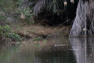 gambia birds