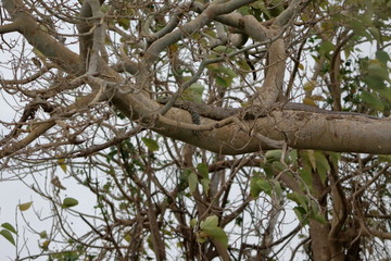 gambia
