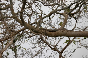 gambia