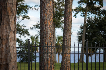 Rod iron fence and pine trees