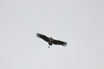 marabou stork