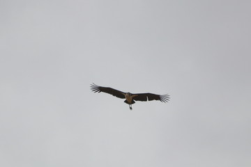 marabou stork