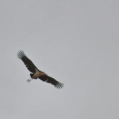 marabou stork