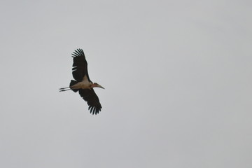 marabou stork