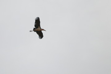 marabou stork