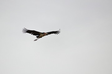 marabou stork