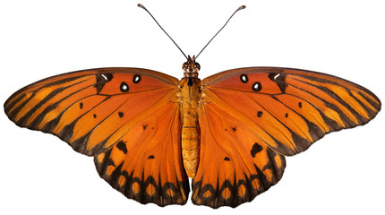 Fototapeta na wymiar Gulf Fritillary Butterfly