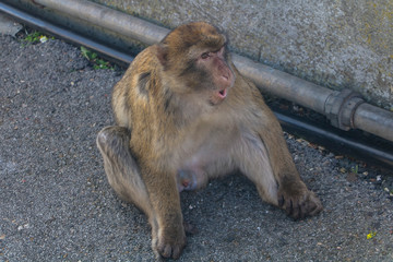 Stretching monkey