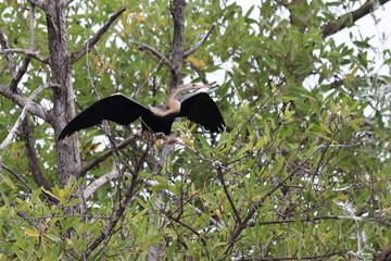 gambia birding