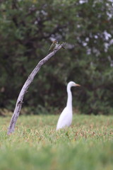 gambia birding