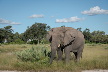 Large African Elephant walking through a clearing, feeding on low bushes, Okavango Delta, Botswana