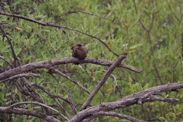Obraz premium gambia birding