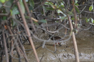 Obraz premium gambia birding