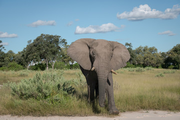 Fototapeta na wymiar Large African Elephant walking through a clearing, feeding on low bushes, Okavango Delta, Botswana