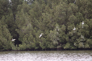 gambia mangrove