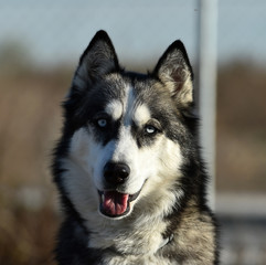 husky siberiano