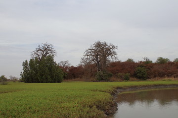 gambia mangrove