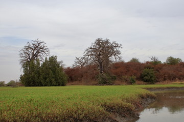 gambia mangrove