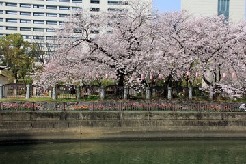 福岡中央公園の桜、