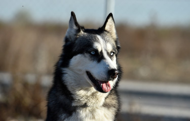 husky siberiano