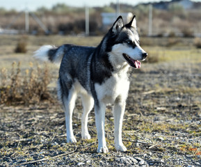 husky siberiano